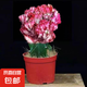 玉麒麟盆栽帶盆帶根室內(nèi)客廳辦公桌面招財擺件花卉紅麒麟多肉植物 精選彩麒麟20-25cm【原盆原土】