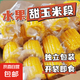 云南甜脆水果玉米段免煮開(kāi)袋即食甜脆包谷甜苞米早餐輕食代餐健康 甜玉米1斤