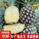 云南黑鉆鳳梨手撕黑鳳梨無(wú)眼非菠蘿新鮮水果酸甜可口現(xiàn)摘現(xiàn)發(fā) 2個(gè)裝 單果1.3斤起