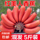 樹熟紅美人香蕉西雙版納泰韻紅皮香蕉新鮮水果精品 西雙版納樹熟紅美人蕉五斤