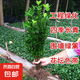 冬青苗庭院綠籬籬笆苗冬青苗北海道四季常青園林綠化苗花卉植物 冬青40-50cm高50棵