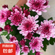 新品重瓣荷蘭菊四季開花菊花苗月月菊室內(nèi)外花多年生耐寒耐熱植物 粉色荷蘭菊1盆+原盆原土【一盆3-4顆】