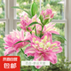 香水百合種球帶芽四季開花室內(nèi)外陽(yáng)臺(tái)多頭百合耐寒好養(yǎng) 幸運(yùn)天使【帶芽發(fā)貨】 5個(gè)球（更便宜）