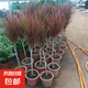 千年木七彩鐵盆栽三色龍血樹盆栽辦公室內(nèi)客廳大型綠植花卉植物 多頭七彩鐵40-50cm高