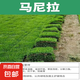 草坪真草帶土矮生馬尼拉草皮百慕大果嶺草耐寒四季常青庭院綠化苗 矮生馬尼拉成品草坪1平方帶土 10cm以下