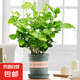 茉莉花盆栽帶花苞茉莉重瓣濃香型茉莉花客廳陽(yáng)臺(tái)四季開(kāi)花花卉綠植 茉莉花1盆+加倫盆+肥料【6-10顆】