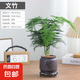 文竹盆栽室內(nèi)客廳植物花卉辦公室綠植桌面凈化空氣創(chuàng)意小盆景原盆 精選小文竹【15-22cm高】1盆+舍得+圓托