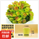捕蠅草盆栽夏季水培驅(qū)蚊草食蟲(chóng)草豬籠草食人花室內(nèi)好養(yǎng)花卉綠植物 大嘴1盆+自動(dòng)吸水盆+種植好發(fā)貨