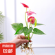 春羽盆栽植物水培如意皇后觀葉綠植鴨腳木金鉆盆栽竹柏小紅掌 小紅掌1株