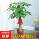 發(fā)財樹大棵客廳辮子盆栽室內(nèi)辦公室招財樹單桿盆景綠植人財兩旺 粗壯單桿發(fā)財樹80-100厘米+育苗盤+蝴蝶結(jié)