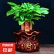 發(fā)財(cái)樹盆栽室內(nèi)植物客廳吸甲醛好養(yǎng)小盆景四季常青辦公室花卉綠植 3桿發(fā)財(cái)樹+高端財(cái)字盆+肥料【高20-25cm】