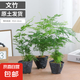 文竹盆栽室內(nèi)客廳植物花卉辦公室綠植桌面凈化空氣創(chuàng)意小盆景原盆 精選小文竹【15-22cm高】3盆+育苗盤