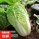 夏陽(yáng)50白菜種子大白菜種子早熟抗熱甜脆結(jié)球大白菜籽蔬菜種子 抗熱夏陽(yáng)白白菜1包【1000?！? title=