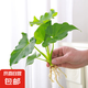 春羽盆栽植物水培如意皇后觀葉綠植鴨腳木金鉆盆栽竹柏小紅掌 小春羽1株