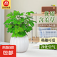 含羞草盆栽桌面室內(nèi)陽(yáng)臺(tái)小植物四季常青害羞草怕羞草花苗趣味植物 優(yōu)質(zhì)90#含羞草【南瓜吸水盆】