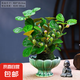 【小盼菩提帶盆】蓮花小盆栽美觀禪意帶果茶桌面辦公室內(nèi)好養(yǎng)綠植 苔玉禪葉小盼菩提+翠綠冰裂紋蓮花底座 1盆