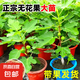 無花果樹果苗帶果盆栽樹苗波姬紅特大果南北方四季格萊斯果樹耐寒 【帶果發(fā)貨】芭勞奈無花果 1棵 40cm左右 30cm(含)-50cm(不含)原土球發(fā)貨