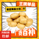 京喜加新鮮黃心土豆農(nóng)家自種黃皮馬鈴薯黃心洋芋新鮮蔬菜 2斤