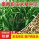 進(jìn)口牧草種子多年生黑麥草魚草喂養(yǎng)雞鴨鵝豬牛羊種籽 【多年生】墨西哥玉米草種子 500克（更實(shí)惠）