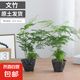 文竹盆栽室內(nèi)客廳植物花卉辦公室綠植桌面凈化空氣創(chuàng)意小盆景原盆 精選小文竹【15-22cm高】2盆+育苗盤