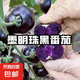 【墨明珠黑番茄】黑玫瑰番茄紫龍樊圣女果紫瓤紫色汁水水果小柿子 墨明珠小番茄 2斤 凈重 富含花青素的小番茄