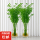 水培米竹室內(nèi)盆栽植物水養(yǎng)觀音竹富貴竹南天竹客廳竹子花卉綠植 精品米竹50顆【50-60厘米】