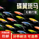 觀賞魚 七彩蝶翼斑馬魚小型熱帶魚好養(yǎng)耐活 蝶翼斑馬2-3cm顏色隨機3+2條備損