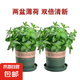 檸檬薄荷盆栽新鮮可食用薄荷葉苗驅(qū)蚊草水培好養(yǎng)花卉室內(nèi)綠植物 原土薄荷+加侖盆+肥料二盆裝 不含盆
