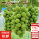 高產(chǎn)量苗包結(jié)果葡萄樹苗果樹苗露天庭院陽臺(tái)盆栽地栽葡萄苗水果苗 陽光玫瑰0.4-0.8cm粗【2顆】