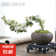 【禪意】懸崖金邊六月雪帶陶瓷盆小盆景植物辦公室內(nèi)綠植盆栽盆景 懸崖六月雪+舍得盆+方底座+苔蘚