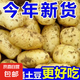新鮮土豆現(xiàn)挖現(xiàn)發(fā)山東正宗黃心黃肉當(dāng)季蔬菜馬鈴薯洋芋薯?xiàng)l3兩起 山東土豆帶箱5斤 中大果