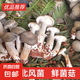 【京東空運(yùn)】新鮮云南菌北風(fēng)菌一窩菌煲湯鮮美云南菌子蘑菇生鮮 北風(fēng)菌凈重3斤裝