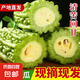 新鮮現(xiàn)摘綠色苦瓜當(dāng)季涼瓜清脆爽口清熱降火新鮮蔬菜生鮮 山東新鮮苦瓜 2斤 帶箱