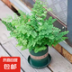 鐵線蕨盆栽鐵絲草多年生常綠草本觀葉綠植帶土綠植花卉耐陰水培 鐵線蕨1盆+加侖盆+肥料
