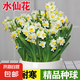 水仙花盆栽室內(nèi)水養(yǎng)花卉綠植物陽臺水培土培種球漳州水仙洋水仙 10個水仙小球+1塑料水仙盆