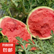 正宗江蘇東臺冰糖8424麒麟西瓜新鮮采摘脆甜多汁有籽無籽隨機(jī)發(fā) 西瓜 8-10斤（家庭首選）