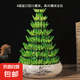 節(jié)節(jié)高富貴竹塔水培室內(nèi)植物盆栽竹子轉(zhuǎn)運(yùn)開運(yùn)竹發(fā)財(cái)富貴竹寶塔竹 8層竹塔+富春山水陶瓷盆
