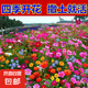 耐寒花種多年生野花組合種子四季開花花籽庭院易種活室外花卉 經(jīng)典野花組合 500克（更實(shí)惠）