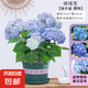 繡球花苗無盡夏四季開花繡球花盆栽庭院好養(yǎng)的花卉植物室內(nèi)花 無盡夏180#大苗(原盆土 帶花苞發(fā)貨)