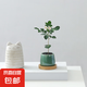 迷你盆栽綠植室內(nèi)桌面辦公室好養(yǎng)花卉小盆景四季常青植物凈化空氣 七里香-青小雪梨盆-竹底托 帶盆栽好