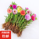 重瓣混色太陽花苗帶根盆栽苗四季開花陽臺大花植物帶花苞室內庭院 混色重瓣帶根：【100顆】可開6-15色+花肥