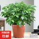 八方來(lái)財(cái)鴨掌木盆栽苗七葉蓮鵝掌柴苗鴨腳木常青花卉苗室內(nèi)外陽(yáng)臺(tái) 鴨腳木：八方來(lái)財(cái)4顆總高25-35CM原土