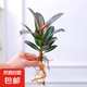春羽盆栽植物水培如意皇后觀葉綠植鴨腳木金鉆盆栽竹柏小紅掌 黑金剛1株
