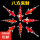 錦鯉活魚觀賞魚活體淡水冷水魚純種黃金紅白三色錦鯉魚金魚招財(cái)魚 20-25cm 八方來財(cái)(紅白4條+三色4