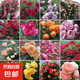 春蝶四季播薔薇花種子爬藤月季玫瑰開花不斷爬墻庭院花卉盆栽植物 推薦【混色款】500粒+肥/