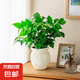 2025新品印花吸水盆辦公室客廳盆栽桌面擺件簡約創(chuàng)意網(wǎng)紅花卉植物 幸福樹+桃花樹脂花盆（小號盆）