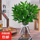 驅(qū)蚊竹柏水培植物大棵室內(nèi)水養(yǎng)綠植花卉盆栽辦公室桌面驅(qū)蚊草好養(yǎng) 精選竹柏10顆+透明鉆石瓶+肥料+彩石