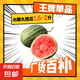 全美2K小糖丸西瓜 2K小糖丸西瓜1.5斤-2斤