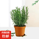 迷迭香苗盆栽可食用驅(qū)蚊植物香草薄荷苗綠植物室內(nèi)煎牛排水培花卉 迷迭香原盆土1盆 盆徑約12cm 含盆高約25cm