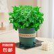 薄荷盆栽可食用大苗水培室內(nèi)驅蚊綠植迷迭香香草植物檸檬貓薄荷 精品大盆薄荷+加侖盆